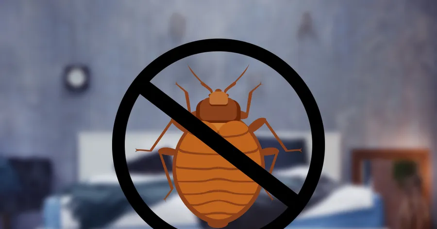 The Ins and Outs of Bed Bug Removal: What You Need to Know
