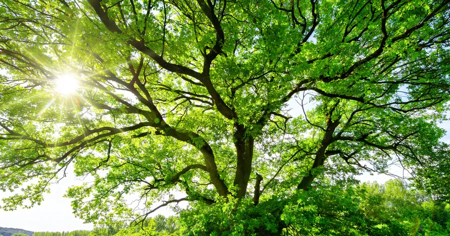 Enhancing Your Landscape: The Benefits of Professional Tree Services