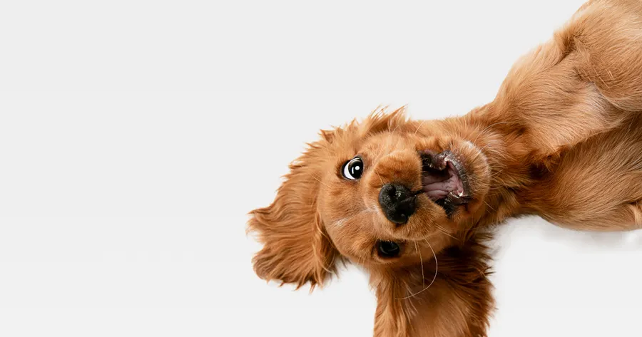What Your Dog’s Behavior Is Really Telling You