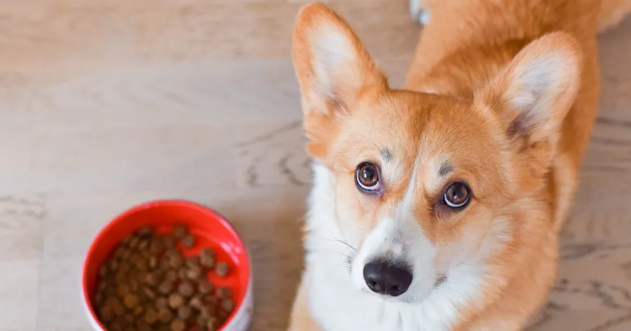Raw Food vs. Kibble: Which Pet Food Regimen Offers Greater Long-Term Savings?