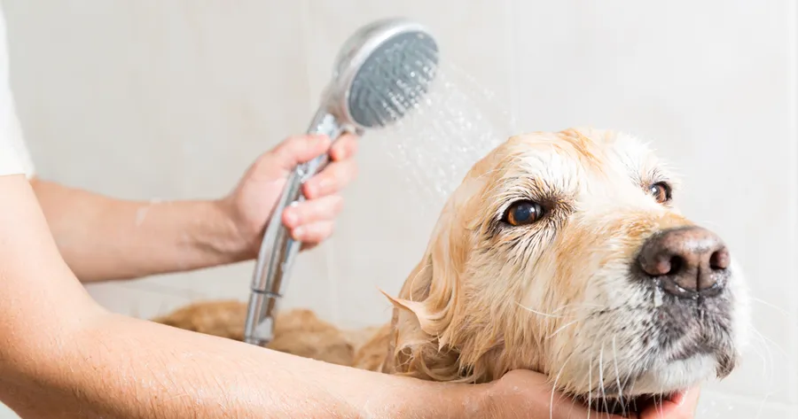 Grooming at Home: A Cost-Saving Guide for Pet Owners