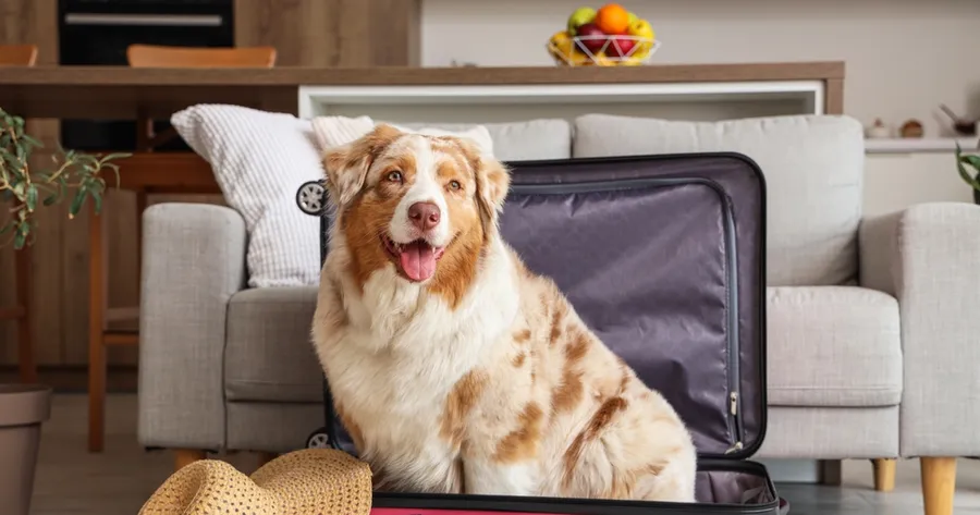 Traveling with Dogs: Tips for a Smooth Journey