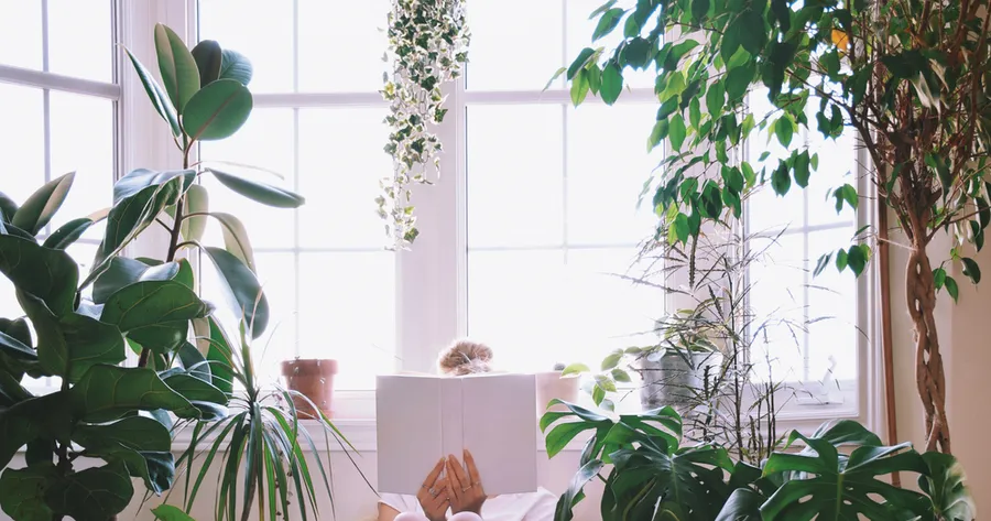 The Ultimate Guide to Indoor Plant Care