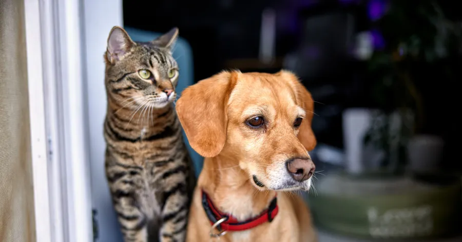 Pet Insurance: A Safety Net For Your Furry Friends