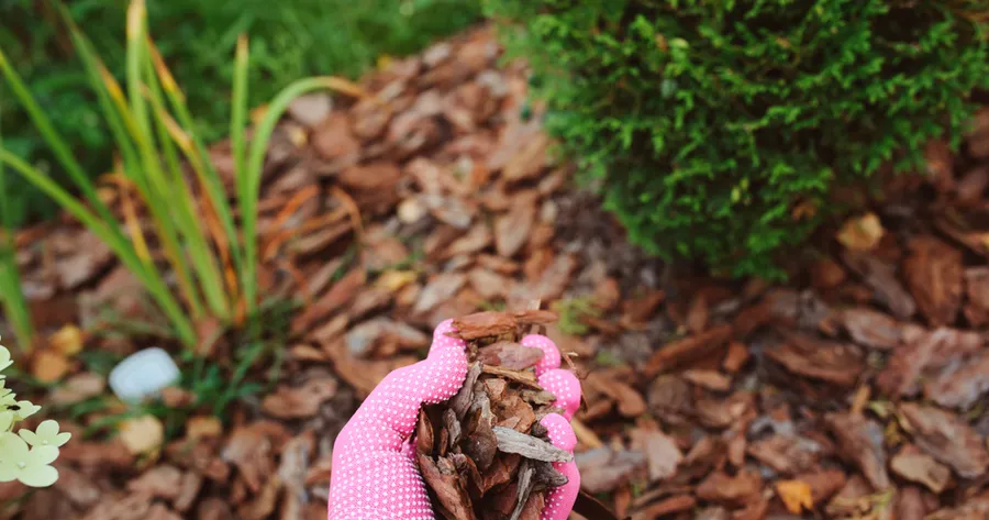 How to Use Mulch Correctly to Lock in Moisture and Prevent Weeds