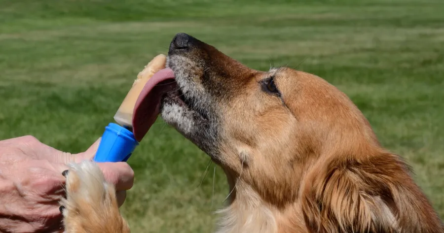 Homemade Frozen Dog Treats: Recipes with Vet-Approved Ingredients