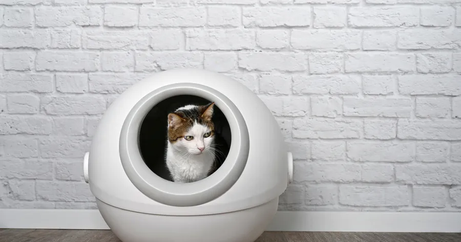 How Litter Robots Simplify Life for Multi-Cat Households