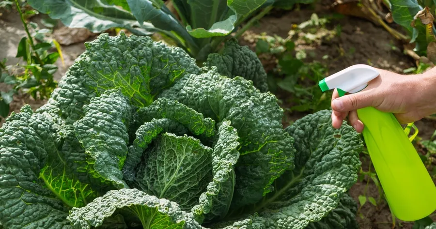 5 Proven Natural Solutions for Keeping Pests Out of Your Garden
