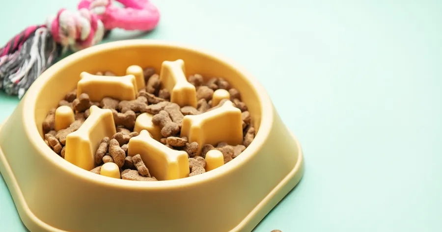 How Slow Feeder Bowls Improve Digestion and Reduce Bloating in Dogs