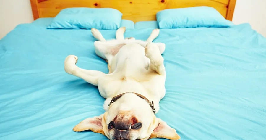 How Calming Diffusers Use Pheromones to Reduce Pet Stress