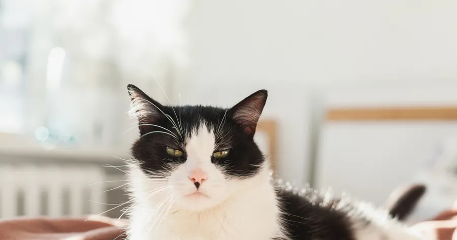 How To Tell if Your Cat Is Bored (And How To Keep Them Entertained)