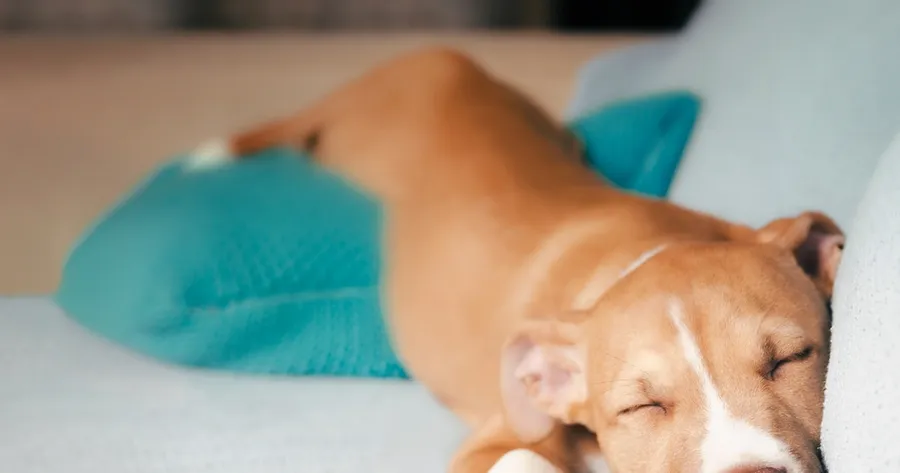 What Your Dog’s Sleeping Position Says About Their Mood