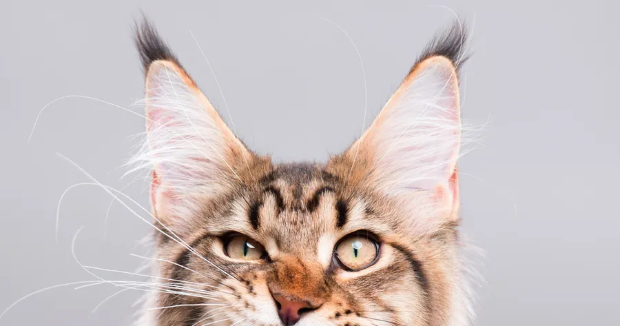 Why Is My Cat Meowing So Much? Understanding Common Cat Noises