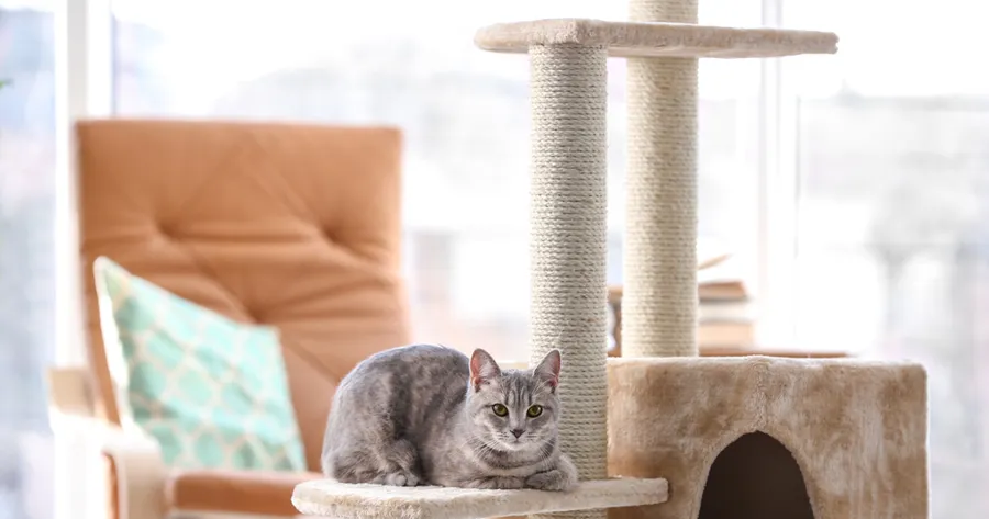 How To Turn Any Room Into a Cat’s Dream Playground