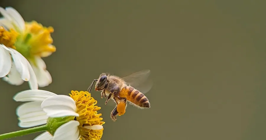 How To Create a Pollinator-Friendly Garden