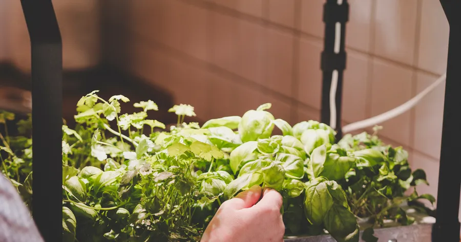 Come i kit per la coltivazione di erbe aromatiche forniscono un sapore fresco tutto l’anno