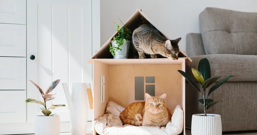 Shopping for Pet Travel Gear? Top Carriers and Accessories to Consider