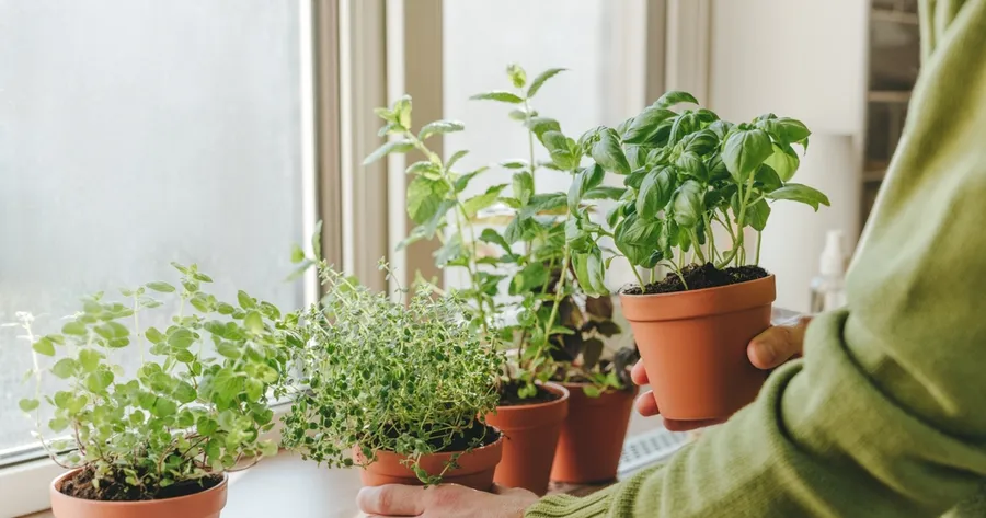 I segreti per coltivare un orto di erbe aromatiche mediterranee in casa