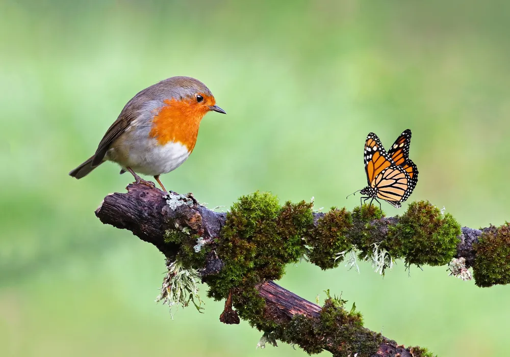 How to Attract More Birds and Butterflies to Your Garden Naturally ...