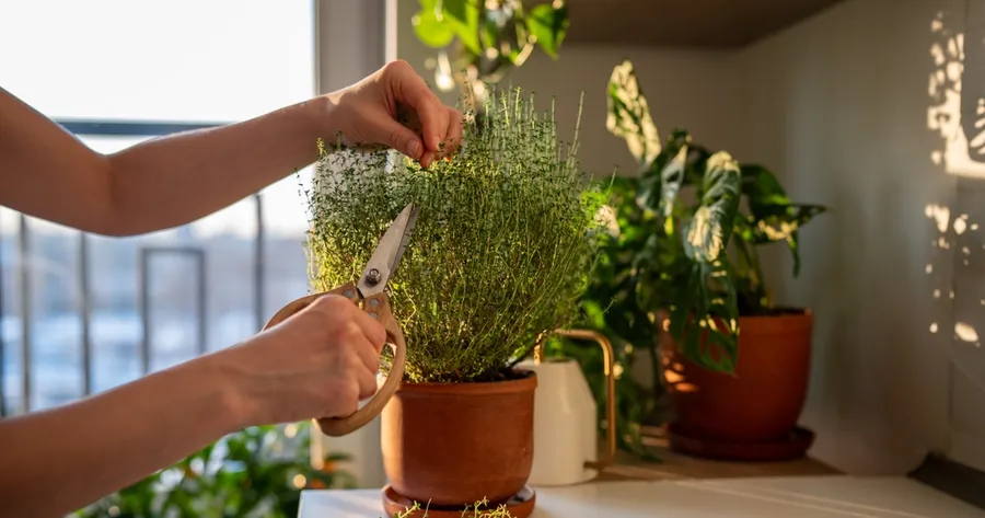 Indoor Gardening: Bringing Nature Inside