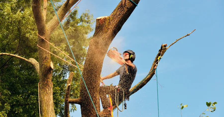 Affordable Tree Cutting: Save Money, Get Skilled Service