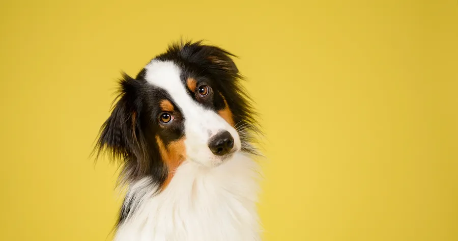 What Your Dog’s Body Language Is Really Telling You