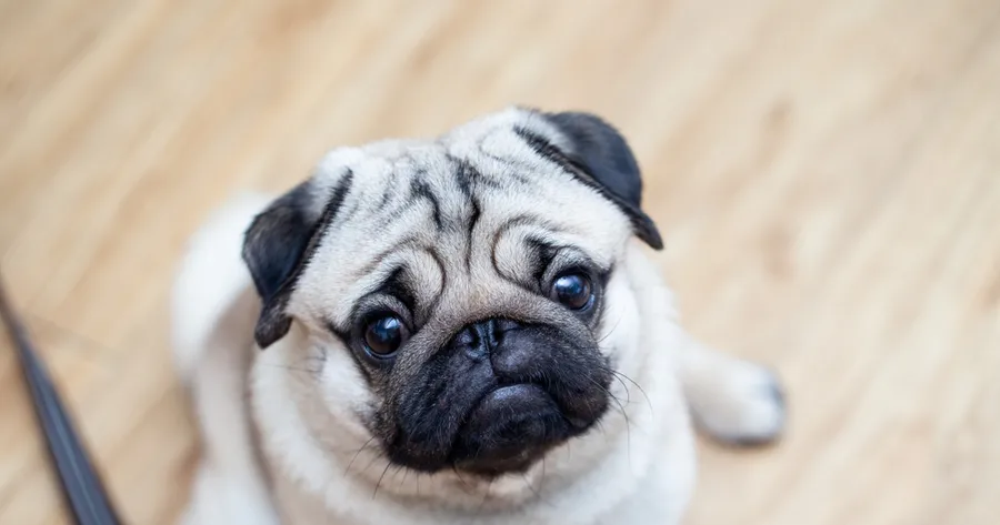 Signs Your Pet Might Be Stressed (And What You Can Do About It)