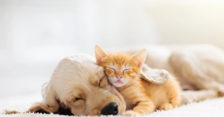 How To Introduce a New Pet to Your Household Smoothly