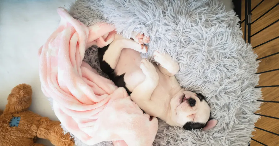 How To Crate Train Your Puppy Without Stress (For You or Your Dog)