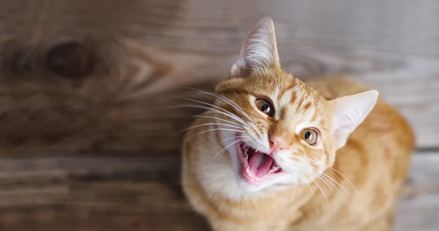 Why Is My Cat Meowing So Much? Common Causes and Solutions