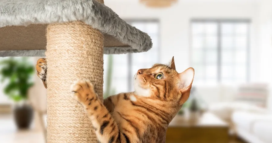 How To Stop Your Cat from Scratching the Furniture (Without Declawing)