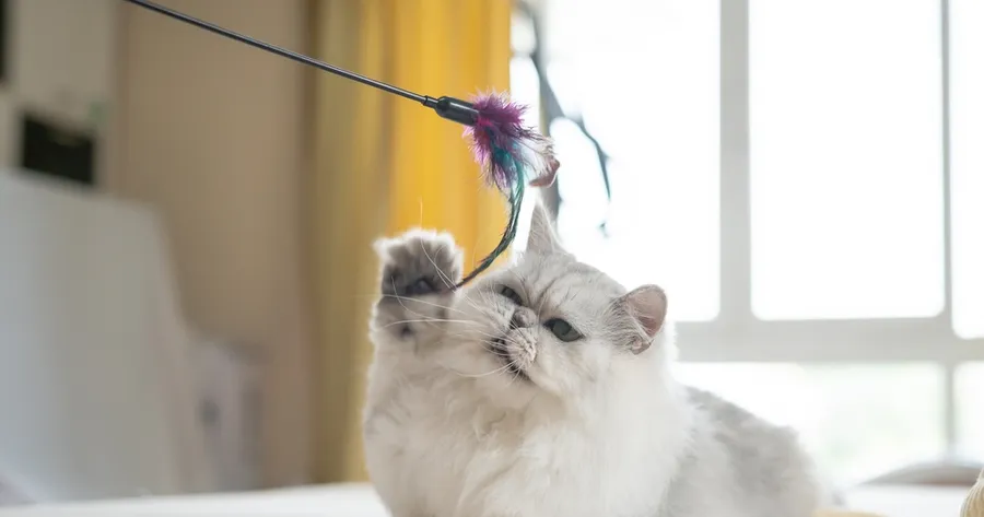 Do Cats Get Bored? Easy Ways To Keep Your Kitty Mentally Stimulated
