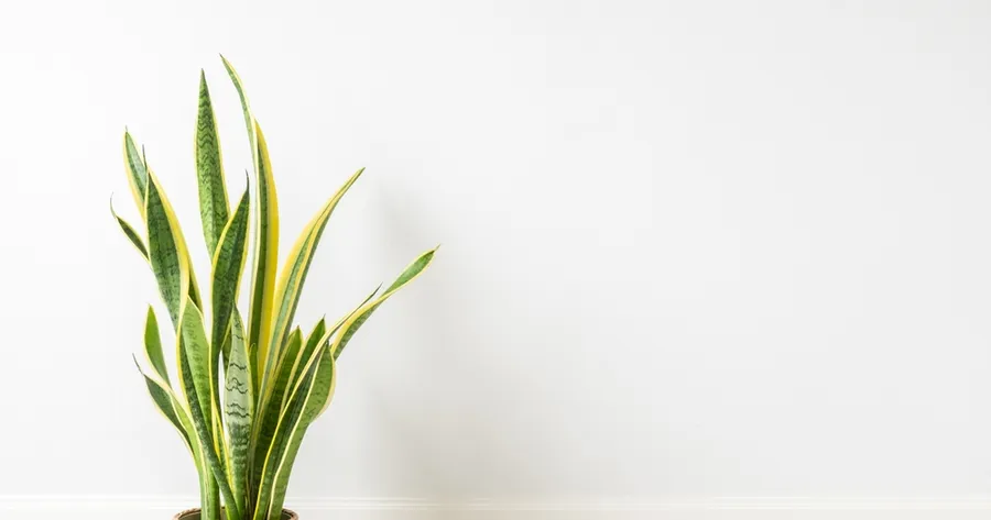 The Best Indoor Plants for Cleaner Air