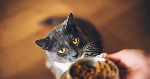 How to Find the Right Food for Your Pet: A Guide for Pet Owners
