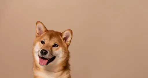 How Does Pet Adoption Transform Communities?