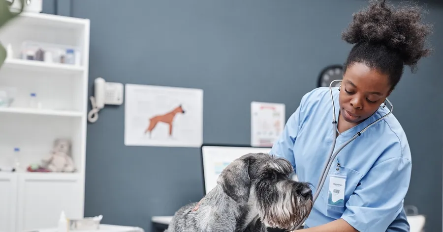 How Veterinary Courses Boost Animal Care Careers