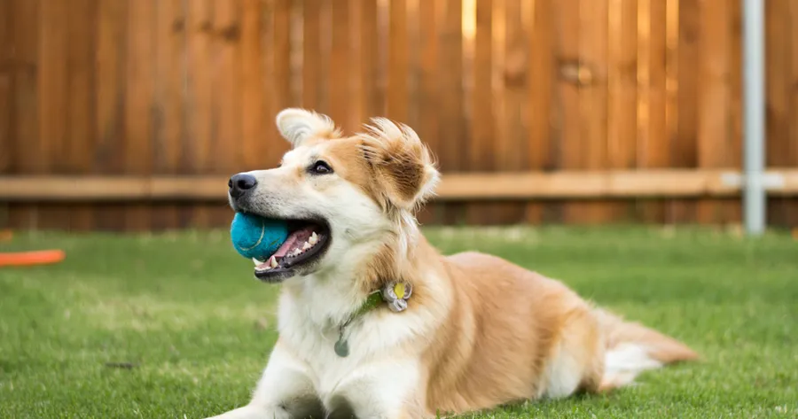 Pet-Friendly Landscaping: Safe and Stylish Backyard Ideas