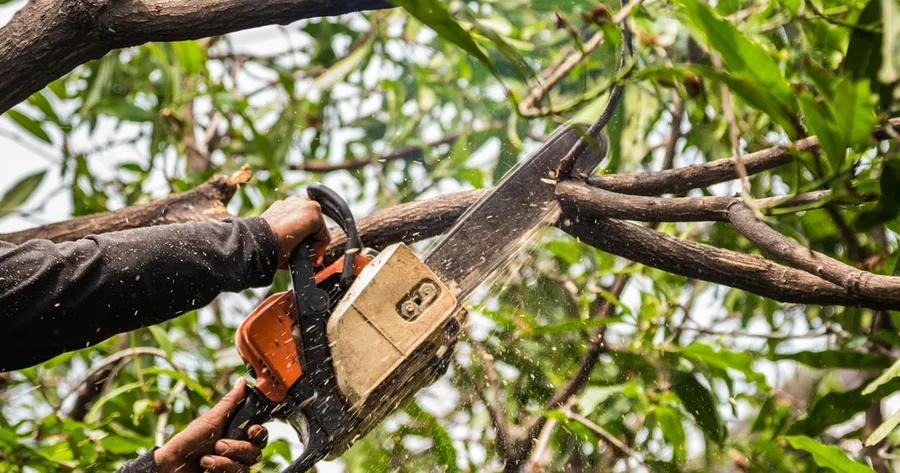 Affordable Spring Tree Services Explained