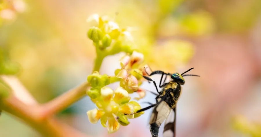 Designing a Pollinator-Friendly Garden Using EU-Native Plants