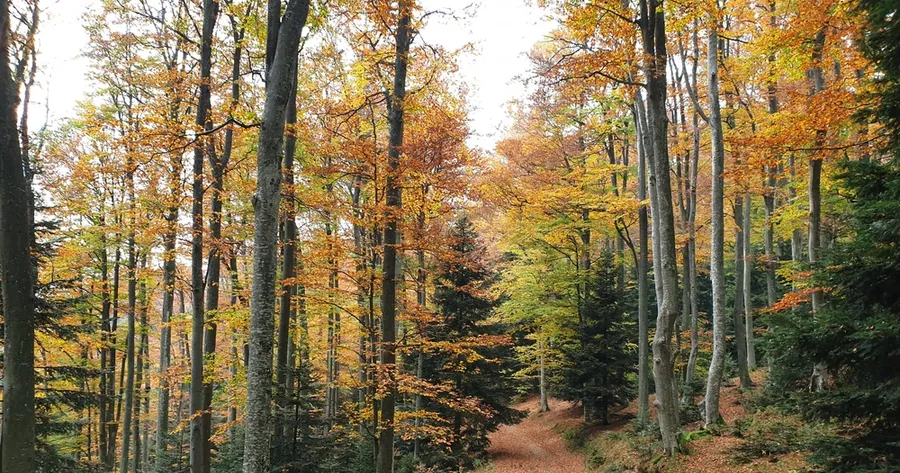 Forest Bathing in Slovenia: Europe’s Best Trails for Mindful Walking