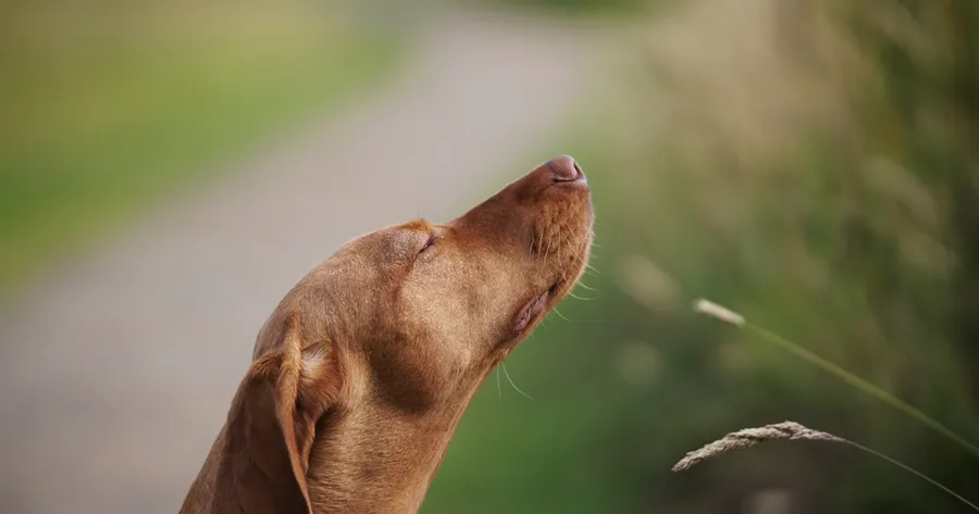 The Joy of Slow Walks: How to Let Your Dog Sniff and Still Get Your Steps In