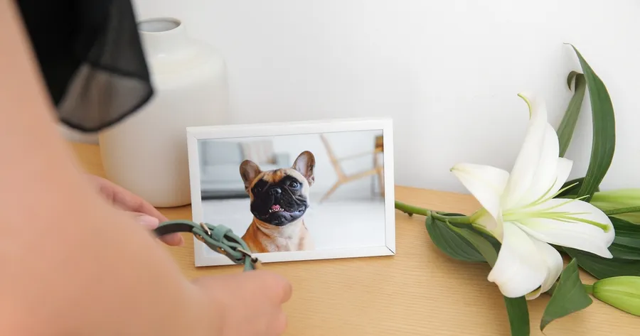 Grieving a Pet: What No One Tells You About Saying Goodbye