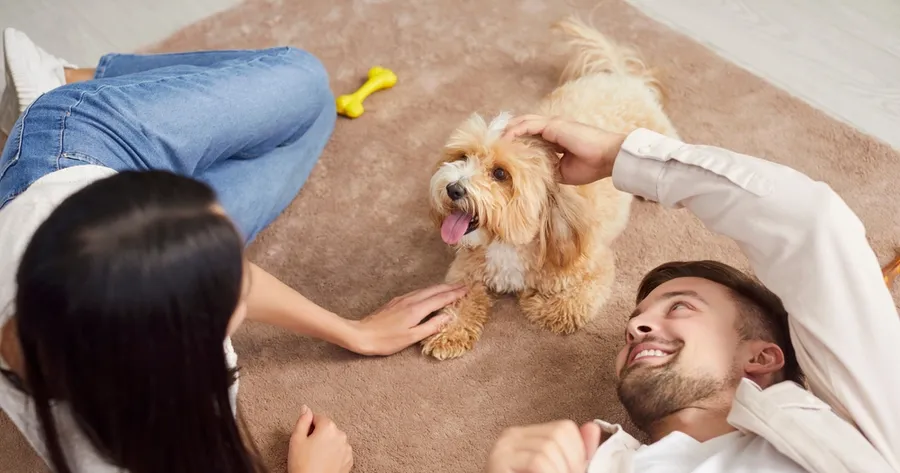 Thinking About Getting a Pet? Here’s How to Know If It’s the Right Time
