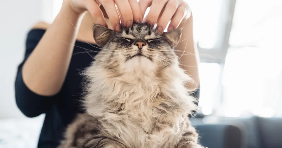 How to Know If Your Cat Is Happy: Subtle Signs of Feline Contentment