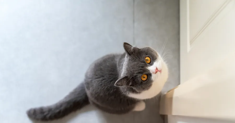 Why Your Cat Follows You to the Bathroom (and Other Feline Mysteries)