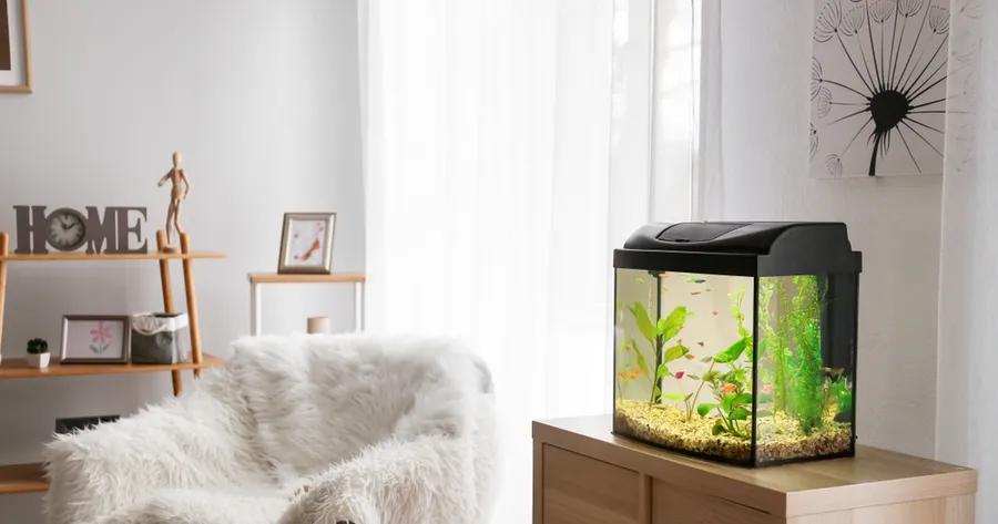 The Underrated Magic of Fish Tanks and Why They’re More Than Just Decor