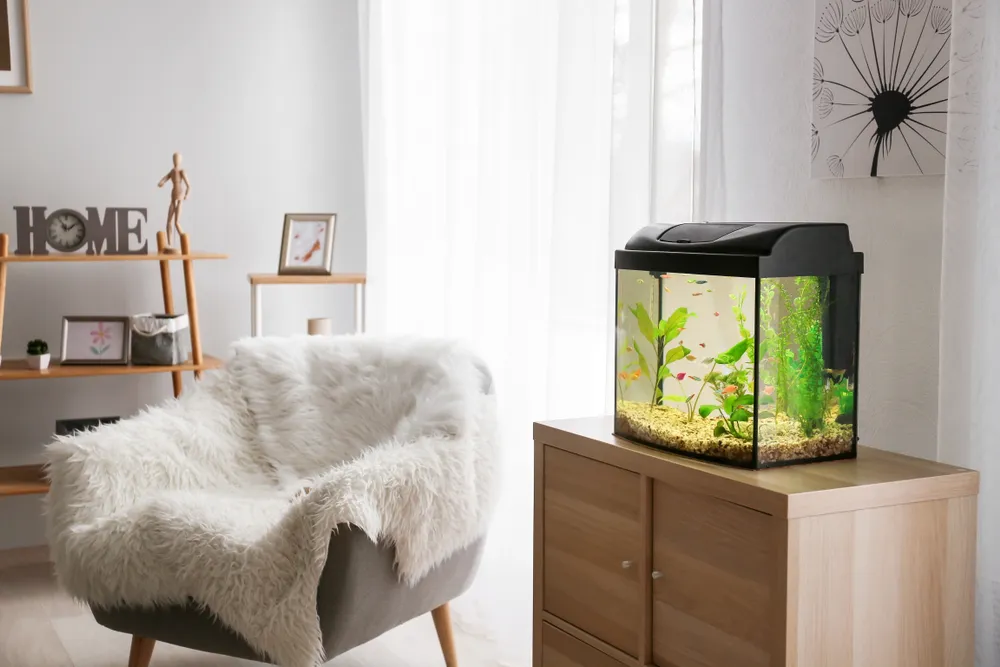 The Underrated Magic of Fish Tanks and Why They’re More Than Just Decor ...