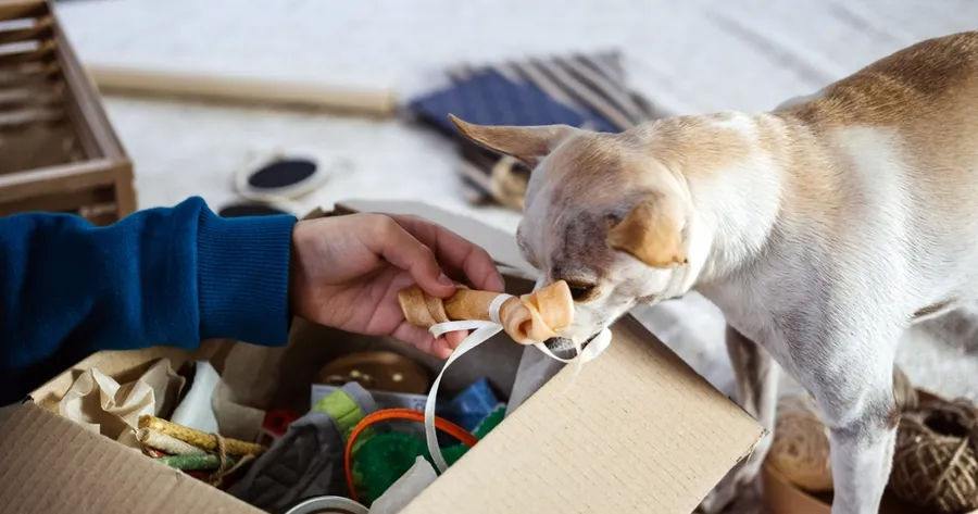 Top Subscription Boxes for Pets: Are They Really Worth It?