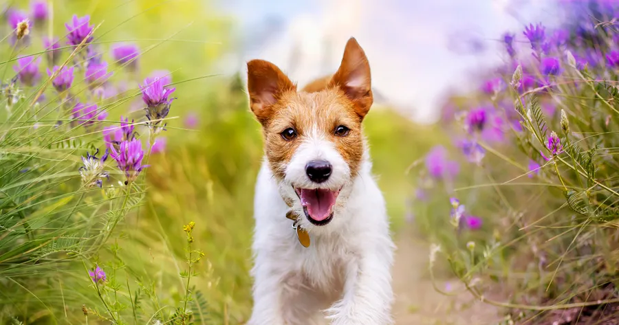Simple Tips to Keep Your Pet Healthy Year-Round