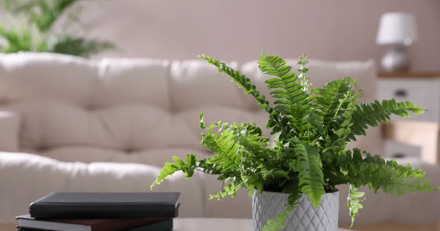 5 Best Indoor Plants for Improved Air Quality